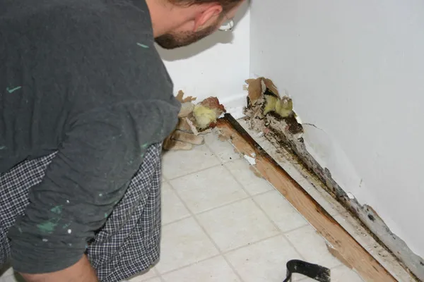 Mold Damage Restoration